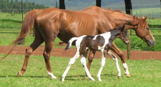 Newborn Foal Checklist