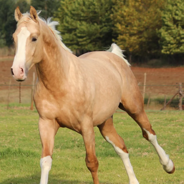Do Horses Know Their Name: How Horses Learn and Respond