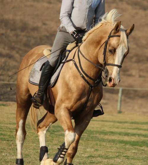 horse under saddle