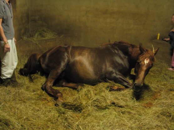 mare giving birth to her foal
