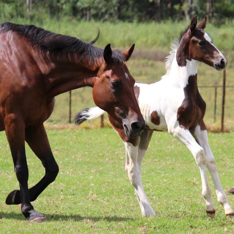 The Many Wonders of Horses: 21 Facts That Will Amaze You
