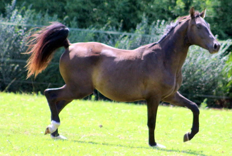 feeding the performance horse
