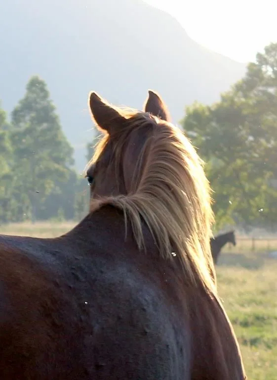 Preventing Colic in Horses: A Comprehensive Guide to Keeping Your Horse Healthy