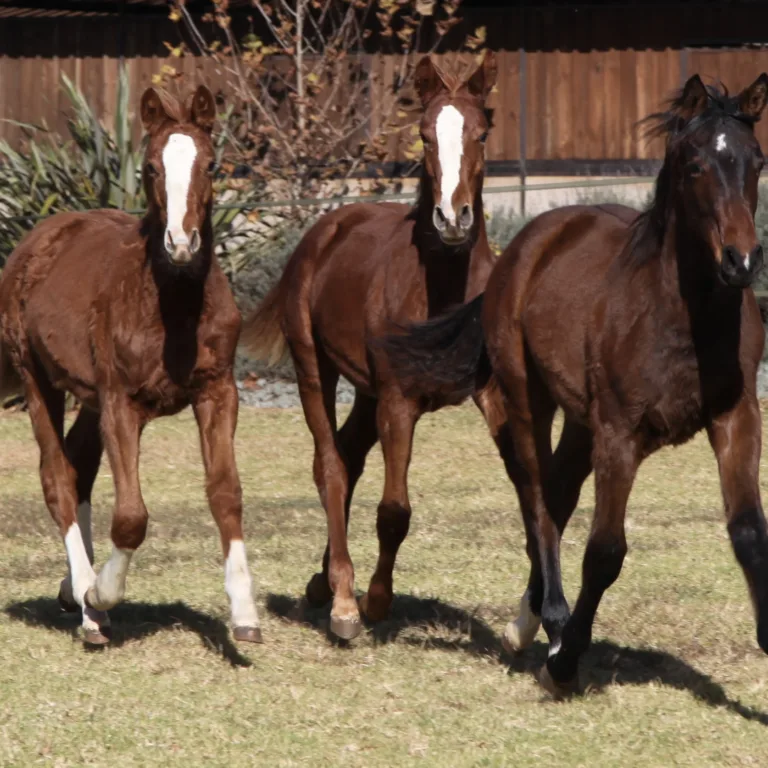 Hoof health