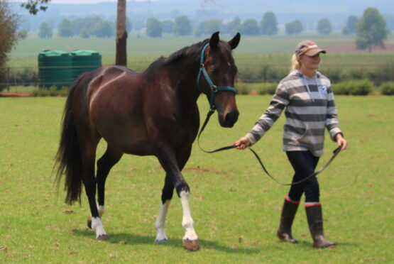 Mastering the Basics: Effective Leading Exercises for Horse Training