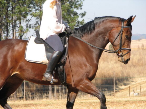 From Warm-Up to Cool Down: Developing a Well-Rounded Exercise Schedule for Your Horse