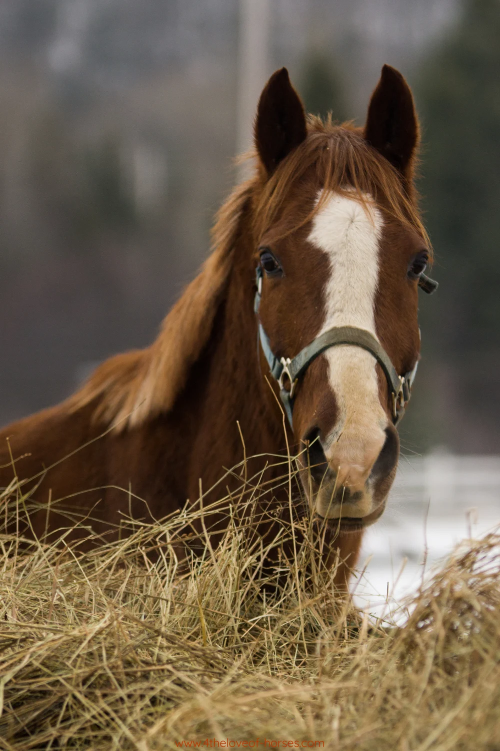 Horse eating quality hay — common feeding mistakes to avoid