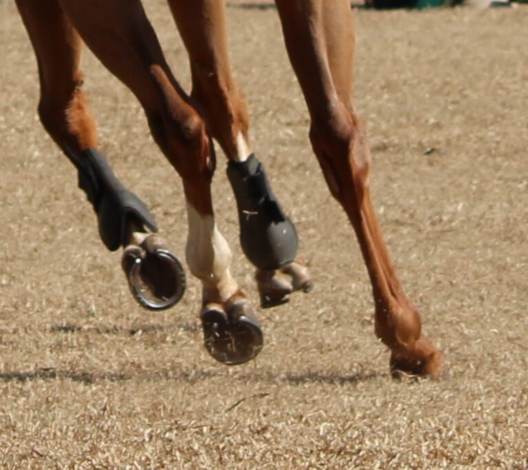 Healing Hoof Woes: A Comprehensive Guide to Treating Hoof Abscesses