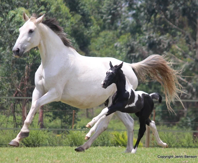 Essential Nutrients for mares