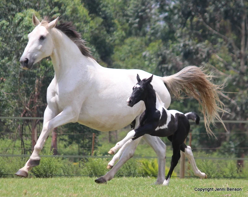 Essential Nutrients for mares