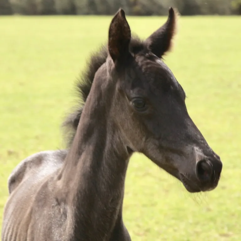 Foal Care 101: Ensuring a Happy and Healthy Start to Equine Life