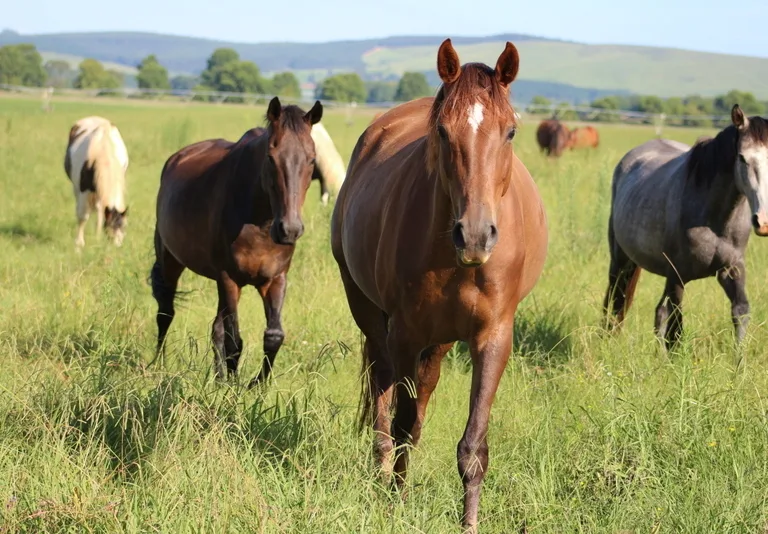 The Silent Threat: Understanding Placentitis in Pregnant Mares