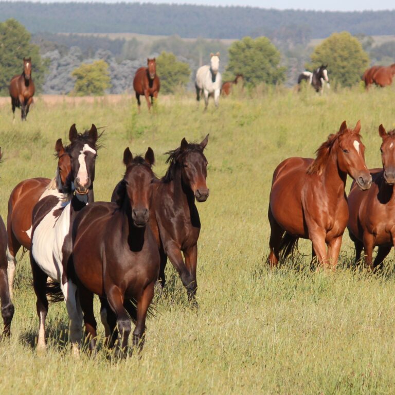 Breeding Your Mare: The Importance of Preparation and Planning