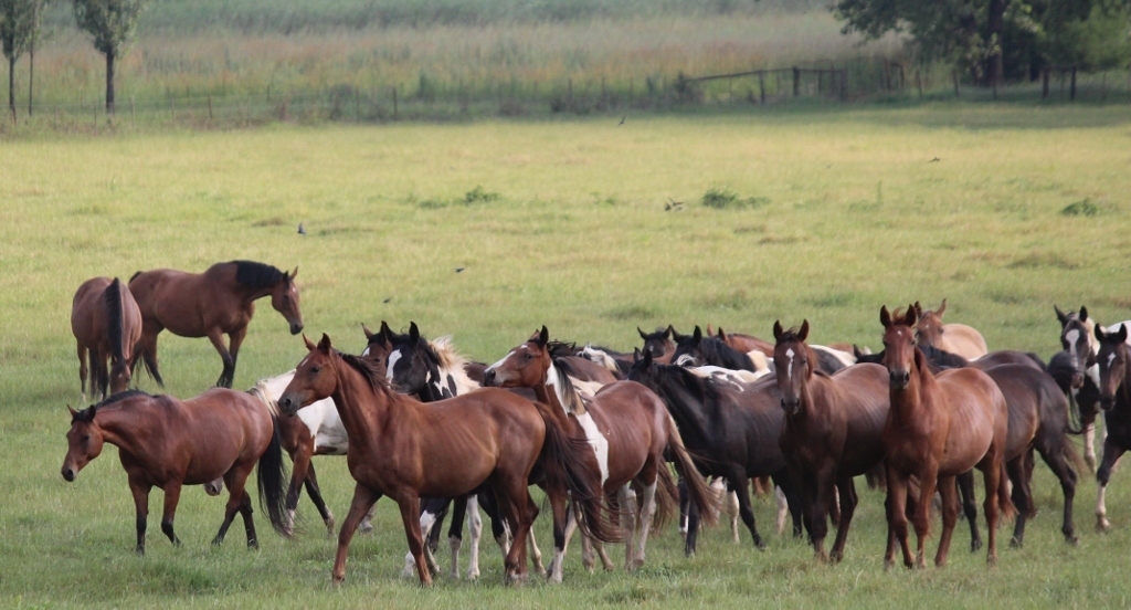 breeding planning mare

