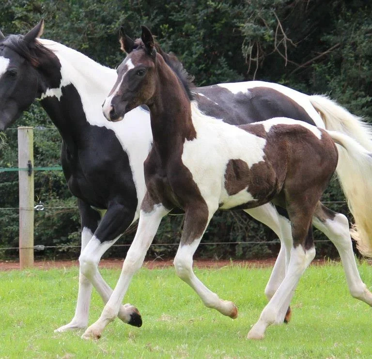 Nutrition for Broodmares