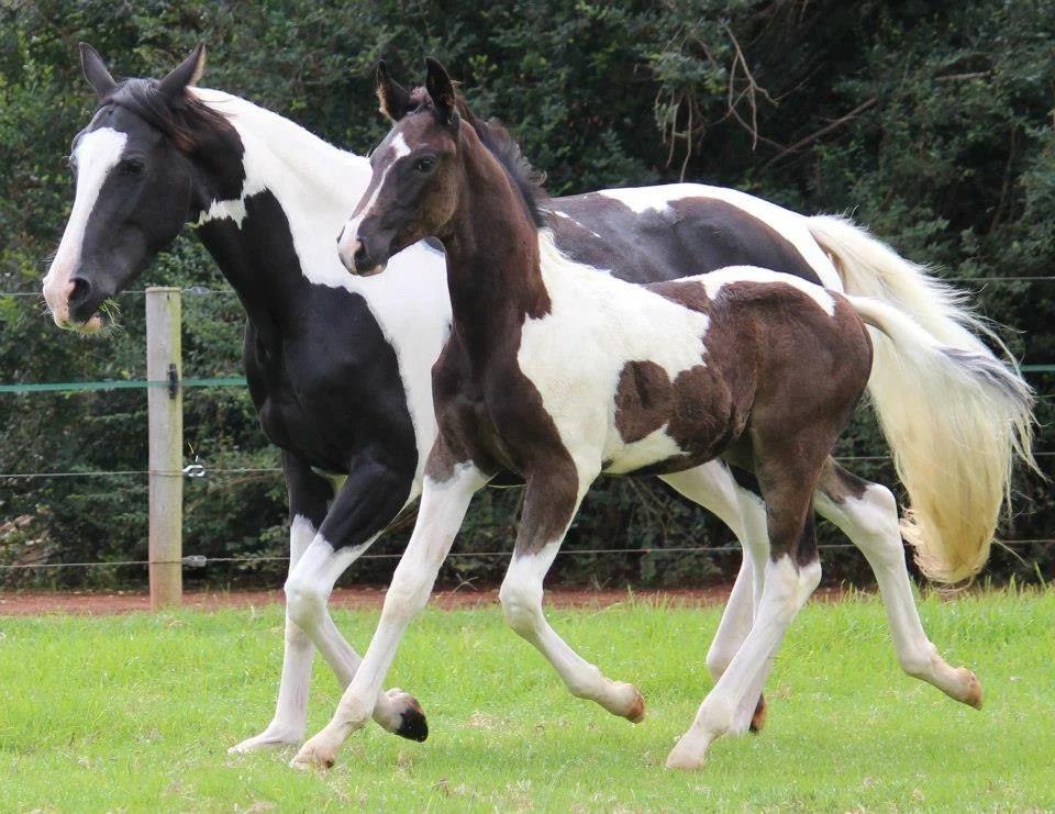 Nutrition for Broodmares