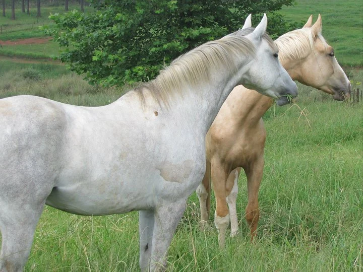 Horse's face in close-up, alert expression