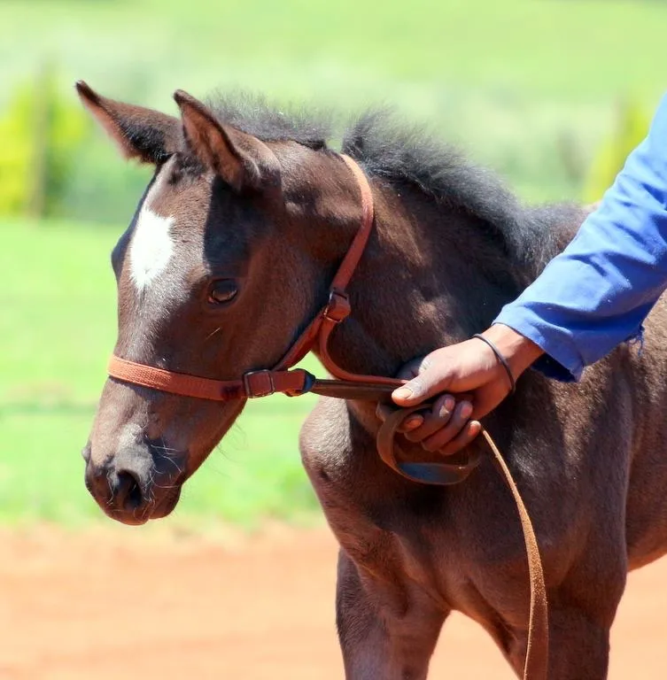Building Bonds: Early Training Tips for Healthy Foal Development