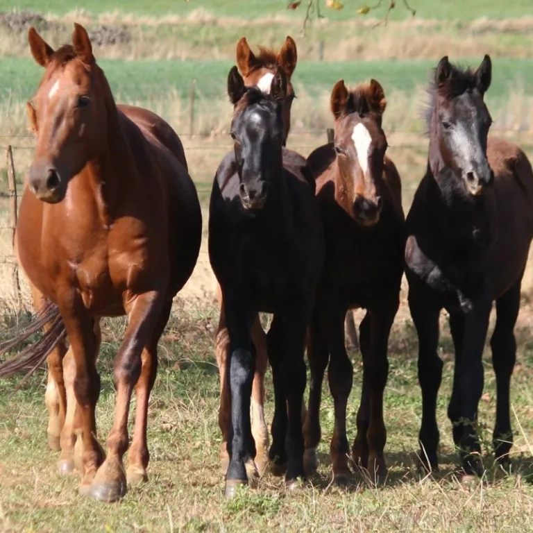 Balancing Act: Ensuring Health and Harmony in Foal Weaning