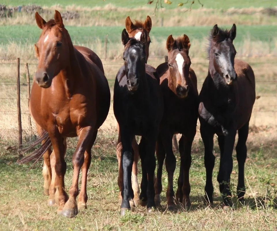 Weaning your foal