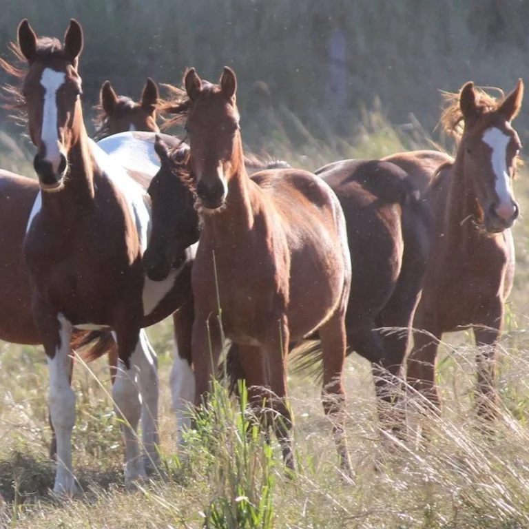 Nature vs. Nurture: Crafting the Ideal Environment for Horses