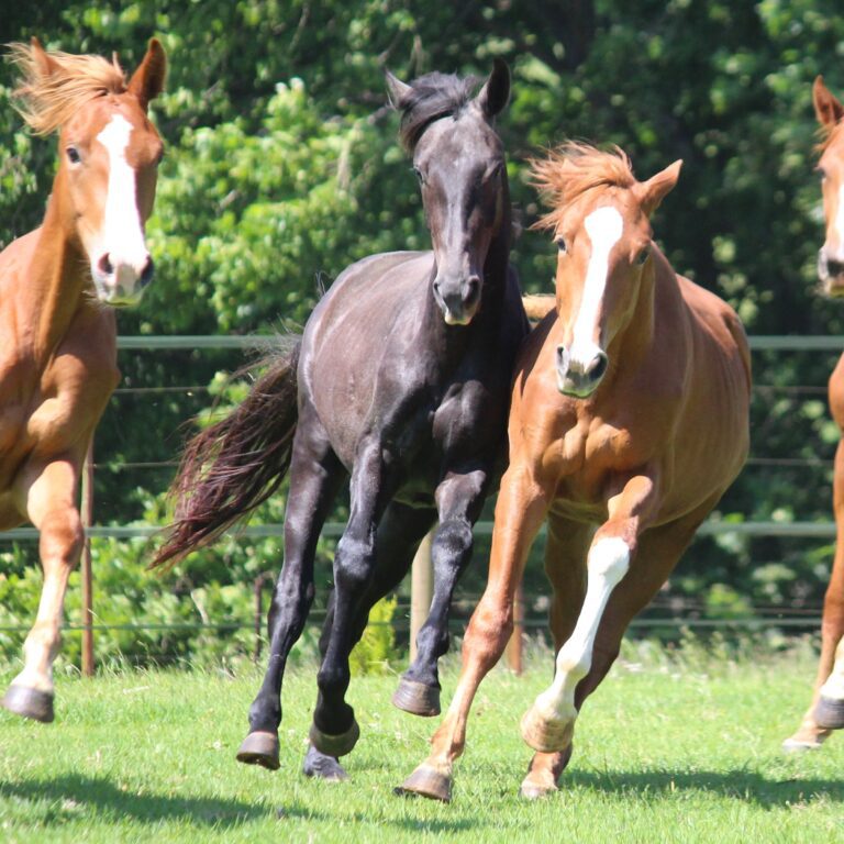 The Benefits of Gelding Your Horse: A Comprehensive Guide