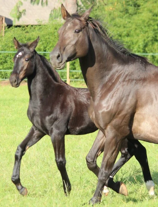 From Decision to Breed to Healthy Foal — ebook by Jenni B