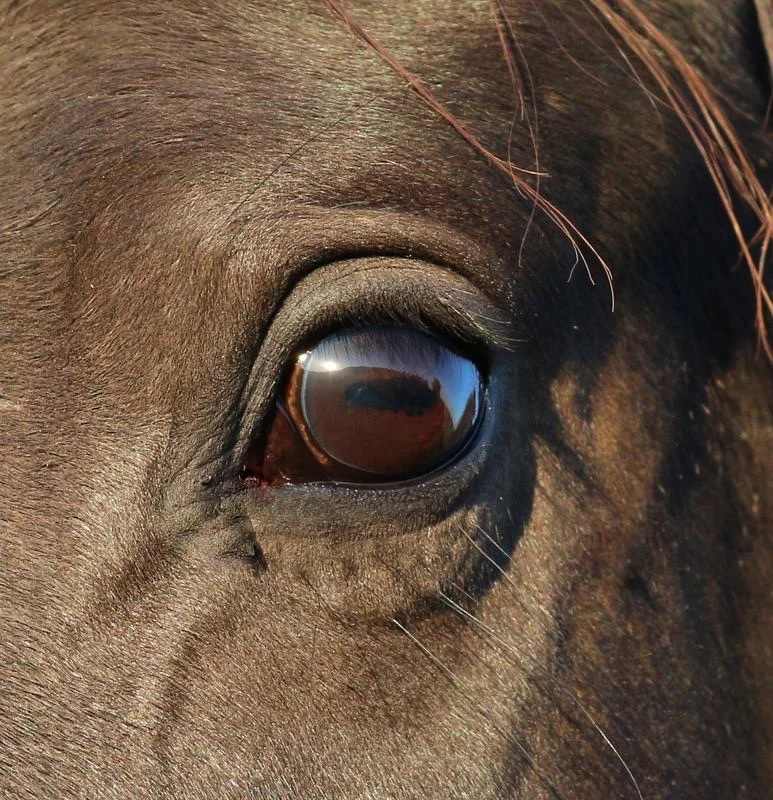 Equine vision