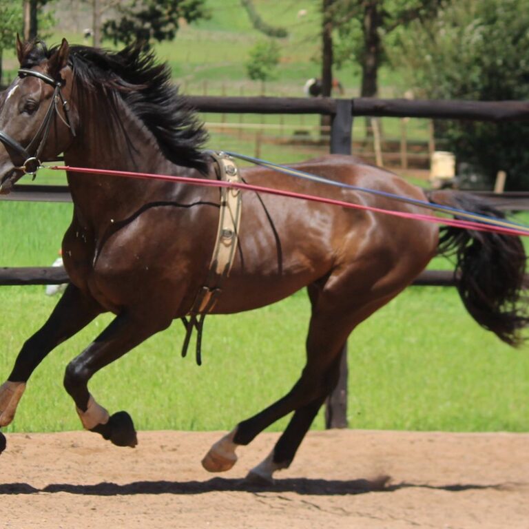 From Groundwork to Success: Long-Lining Strategies for Young Horses