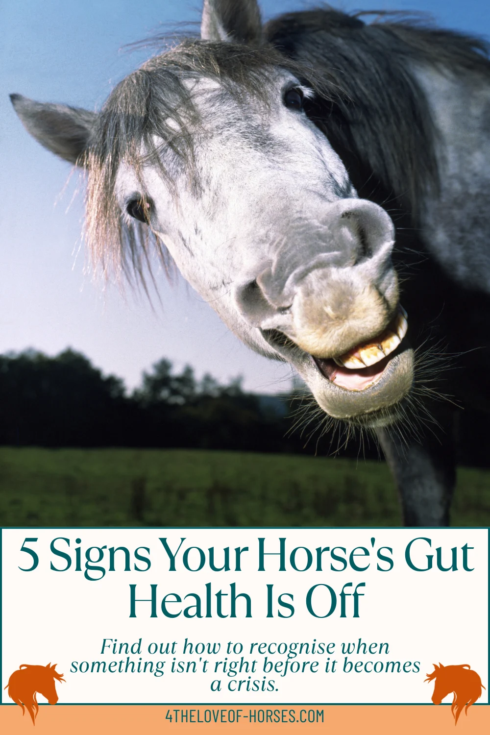 5 Signs Your Horses Gut is off