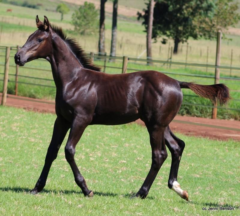 Top quality foal to keep to breed with
