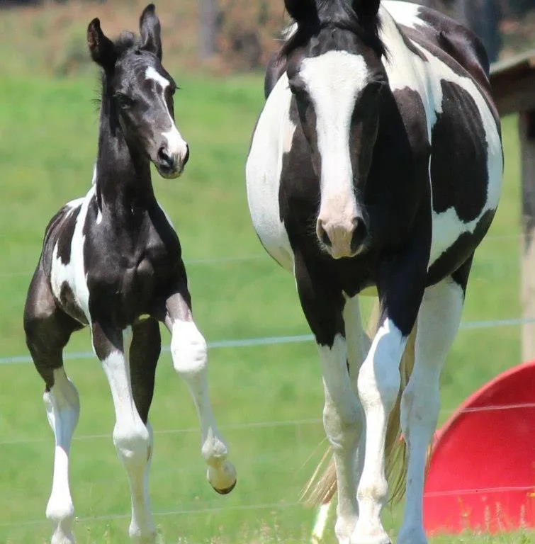 From Foal to Adult: Understanding the Phases of Horse Development