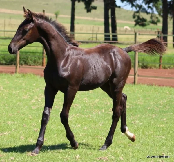 Foal