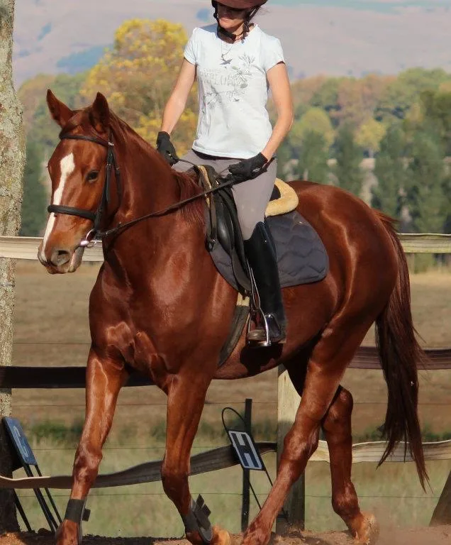Equine Dreams: A Step-by-Step Guide to Your First Horse Purchase