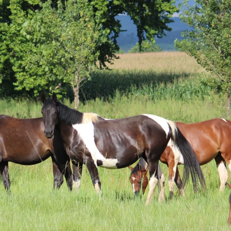 Broodmare Nutrition Basics: Understanding the Timeline – Part 1