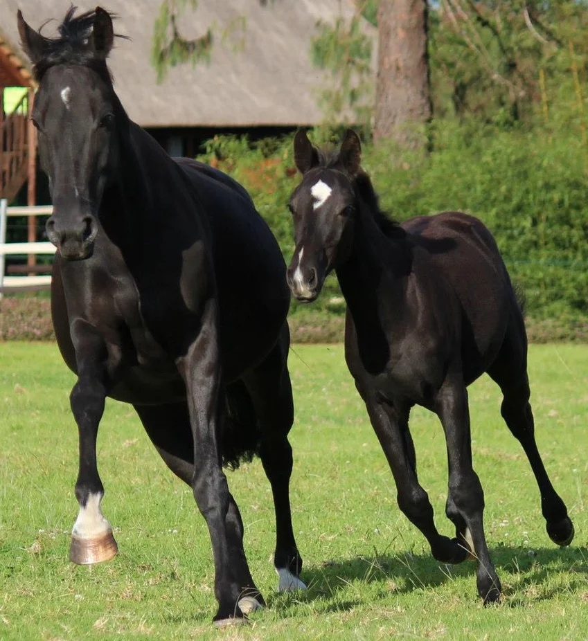 Volume 2 — Foaling to Healthy Foal