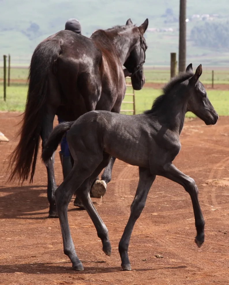 Early days of your foal