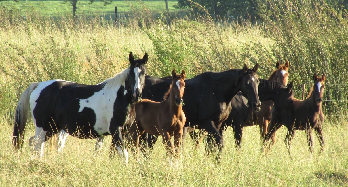 Group of mares and foals