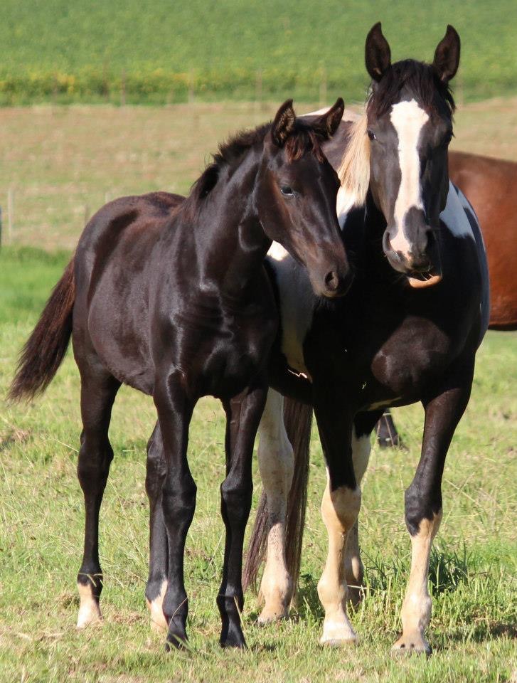 Madonna and her foal