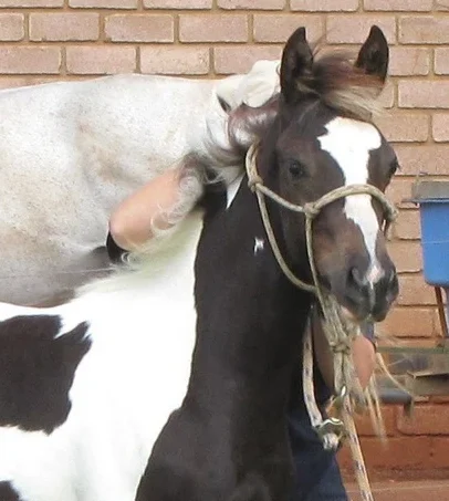 Young foal handling