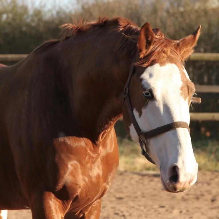 Forge a Deeper Connection: Bonding Activities for you and your Horse