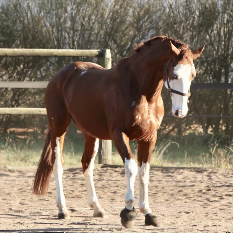 Whispers in the Wind: Decoding Your Horse’s Language