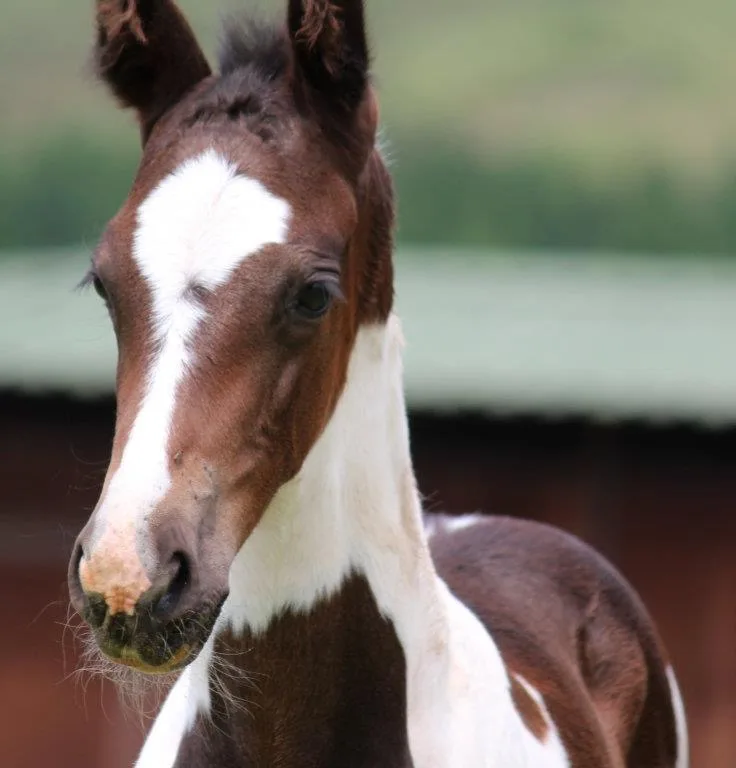 Ensuring Your Foal’s Health: Best Practices for Newborn Care