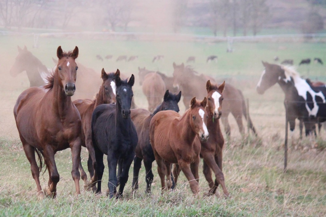 Young horses with nanny mare