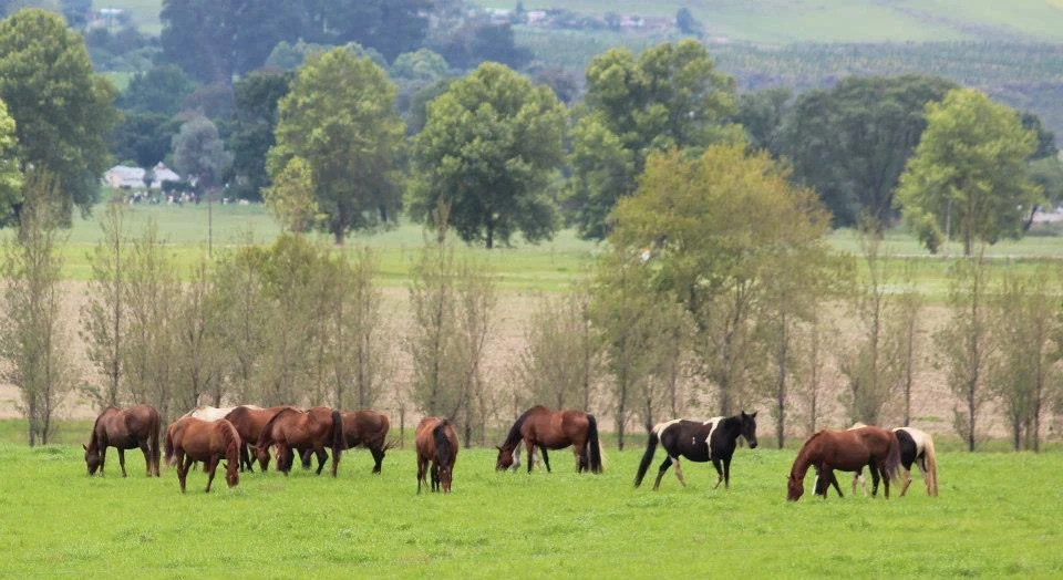 How much should you feed your horse
