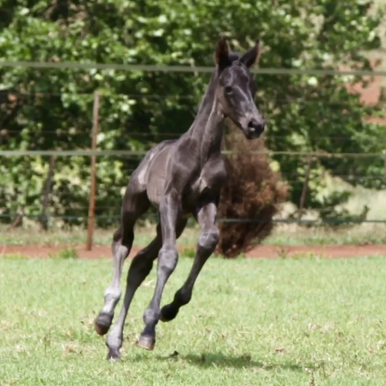 Newborn Foal Health: Your Step-by-Step Care Guide