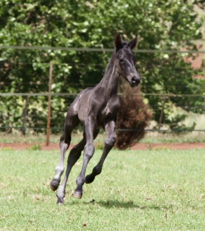 Newborn foal care