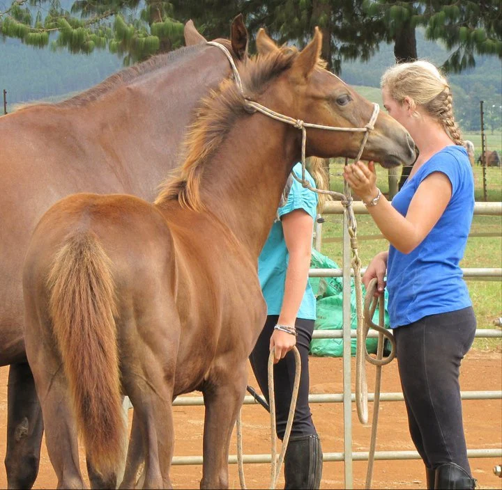 3 month old foal being with halter on