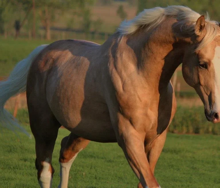 Horse Coughing