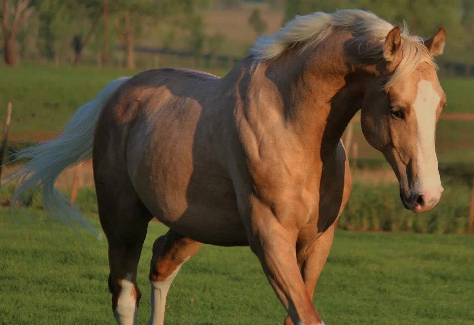 Horse Coughing